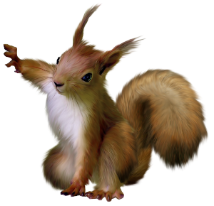a squirrel